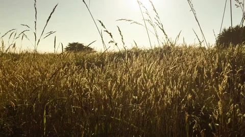 Grass blowing in field Видео 52751019