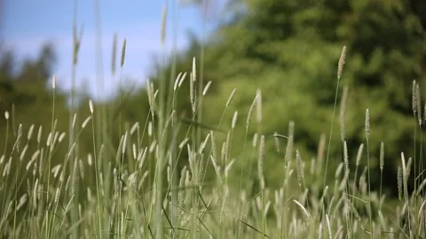 Grass Blowing In a field Stock Footage 131073390