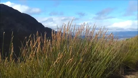 Grass blowing Stock Footage 339890036