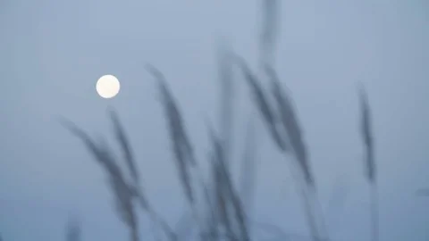 Grass blowing in front of full moon rack focus blue sky in the evening Stock Footage 70447535