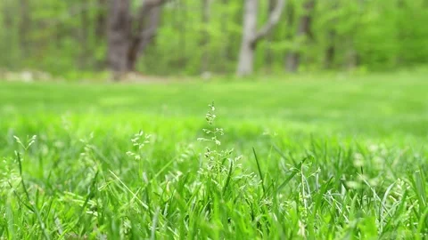 Grass blowing gently in the breeze Stock Footage