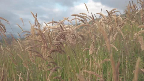 Grass blowing gently in the wind Stock Footage 197105586
