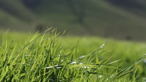 Grass blowing gently in the wind with the shadow of a wind turbine. Stock Footage 98843600