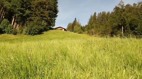 Grass Blowing in Green Field Stock Footage 21376547