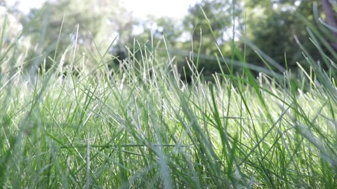 Grass Blowing Low Angle Stock Footage 169974370