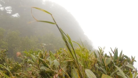 Grass blowing in mist &amp; wind in Costa Rica Cloud Forest, tripod shot 스톡 동영상 98715753