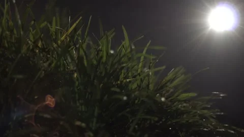 Grass Blowing in Moonlight Video stock 132376298
