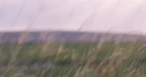 Grass blowing pan right Stock-Footage 95325414