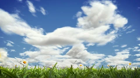 Grass Blowing, Seamless Loop with Alpha. 4K Stock Footage 49084323