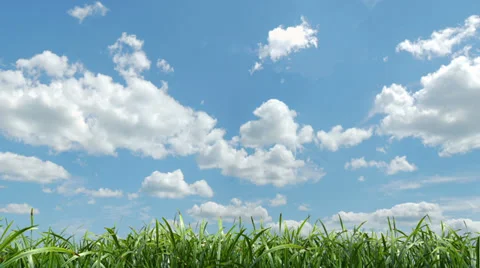 Grass Blowing (Seamless Loop with Matte) Stock Footage 33403563