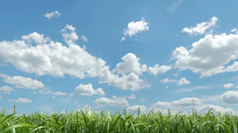 Grass Blowing (Seamless Loop with Matte) Stock Footage 33409849