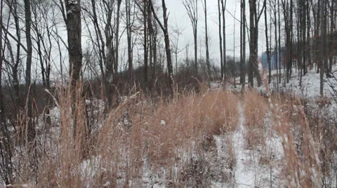 Grass blowing in snow wide Video stock 34368140