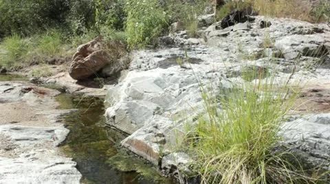 Grass Blowing by Stream Desert Trickle Green Stock Footage 12139837
