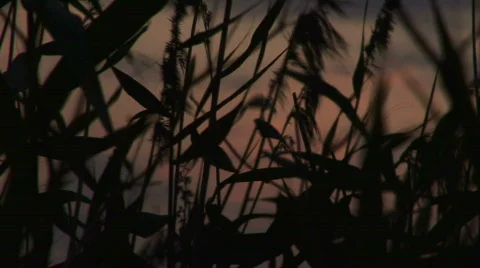 Grass blowing in sunset 스톡 동영상 69806