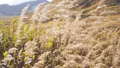 Grass blowing with sunset Stock Footage 90231045