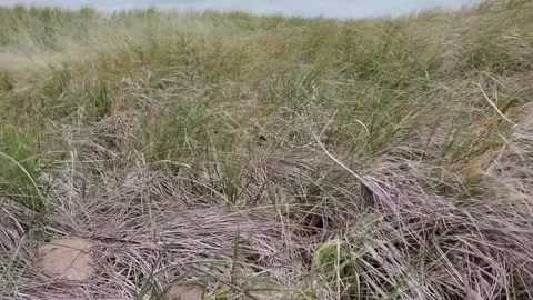 Grass blowing towards camera on windy day 스톡 동영상 219635081