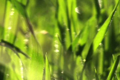 Grass Blowing V3 - NTSC 스톡 동영상 685664