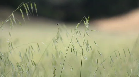 Grass Blowing in a Valley's Field Stock Footage 865880