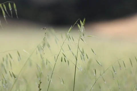 Grass Blowing in a Valley's Field Stock Footage 865985