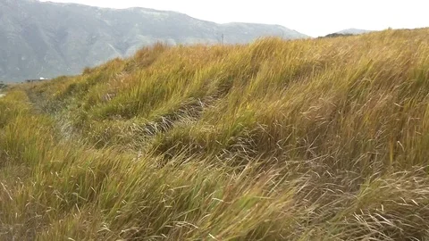 Grass Blowing In The Wind (2) Stock Footage 99001046
