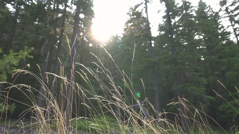 Grass blowing in the wind 4K Stock Footage 99698131
