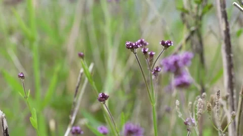 Grass blowing in the wind against a blurry background Stock Footage 258313810