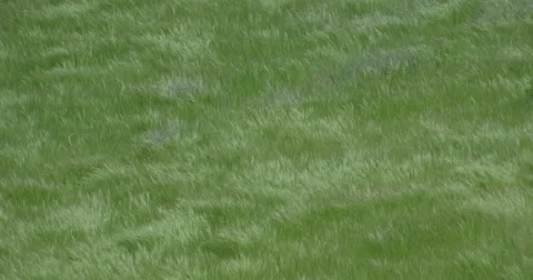 Grass blowing in the wind background Stock Footage 50410715
