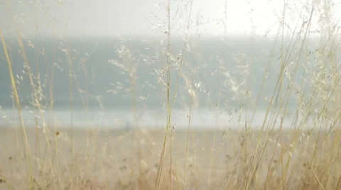 Grass Blowing In Wind with Beach in background, Tight Stock-Footage 59156290