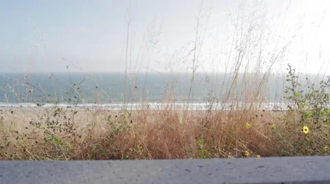 Grass Blowing In Wind with Beach in background, Medium Vídeo Stock 59156629