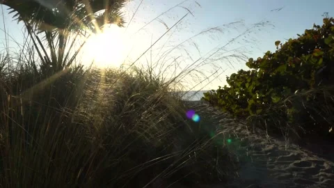 Grass blowing in the wind at beach Stock Footage 171949096