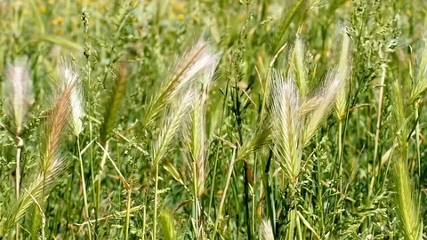 Grass Blowing in the Wind in the countryside Stock Footage 74648817