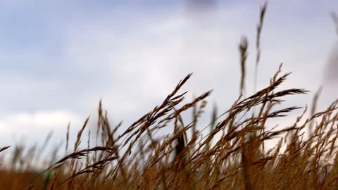 Grass in blowing wind in field in carso karst Stock Footage 233680939