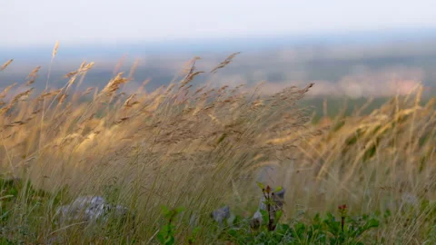 Grass in blowing wind in field in carso karst Stock Footage 233682888