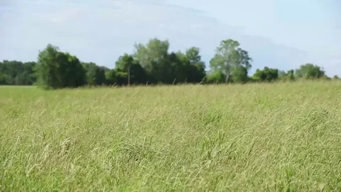 Grass blowing in wind field Stock Footage 76006698