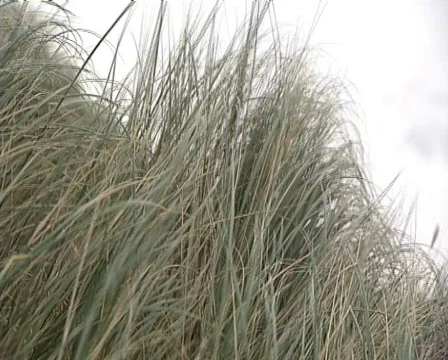 Grass blowing in the wind Video stock 605137