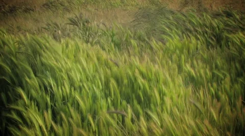 Grass Blowing in the Wind Stock Footage 5873307