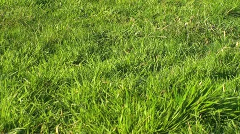 Grass blowing in the wind Video stock 10712777