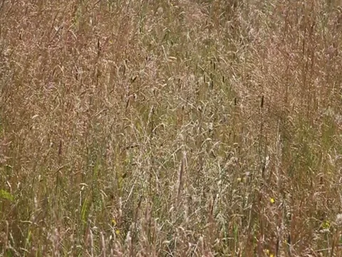 Grass blowing in the wind Video stock 12094331