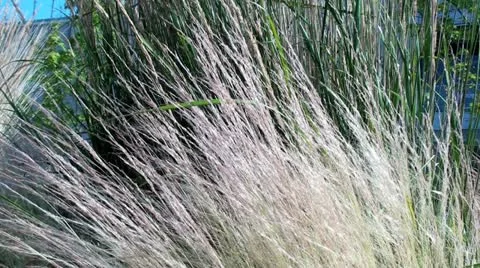 Grass  Blowing in the wind Stock Footage 18565026