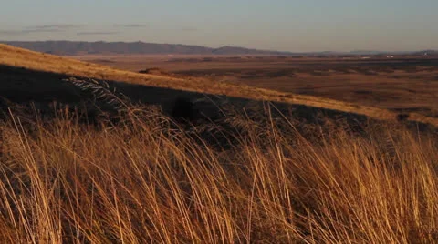 Grass Blowing in the Wind Stock Footage 22796228