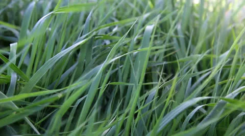 Grass Blowing In The Wind Stock-Footage 23264211