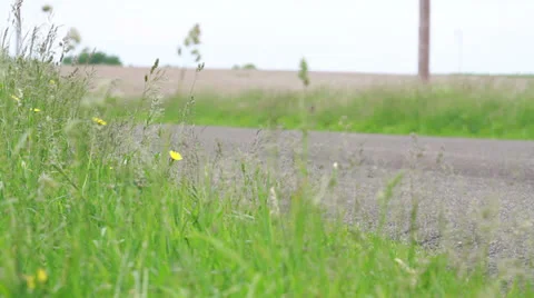 Grass Blowing in Wind Stock-Footage 25872110