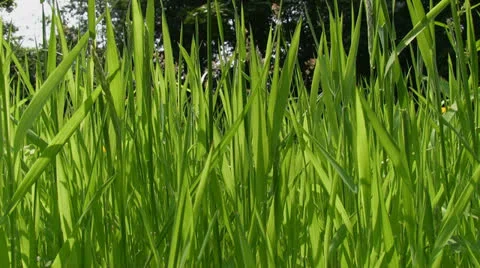 Grass blowing in the wind Stock Footage 25878182