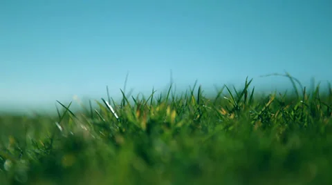 Grass blowing in the wind Stock-Footage 36037237
