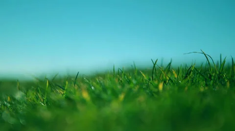 Grass blowing in the wind Stock Footage 36037569