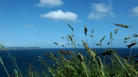 Grass Blowing in the wind Stock Footage 37775782