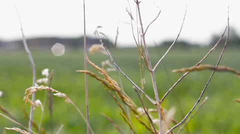 Grass Blowing in Wind Stock Footage 37908927