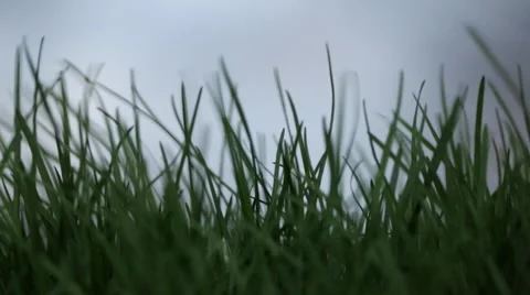Grass blowing in the wind Video stock 51680493