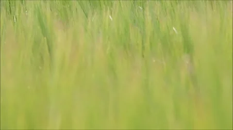 Grass blowing in wind Stock Footage 51808247