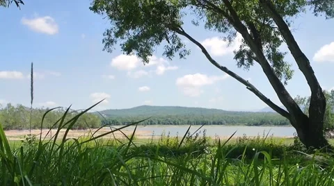 Grass blowing in the wind Stock Footage 51854734
